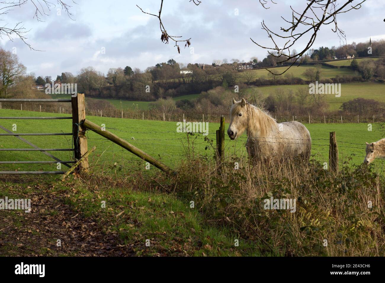 caballo pastando en la tierra de la granja en el día de invierno mirando hacia fuera detrás de la valla cableada Foto de stock