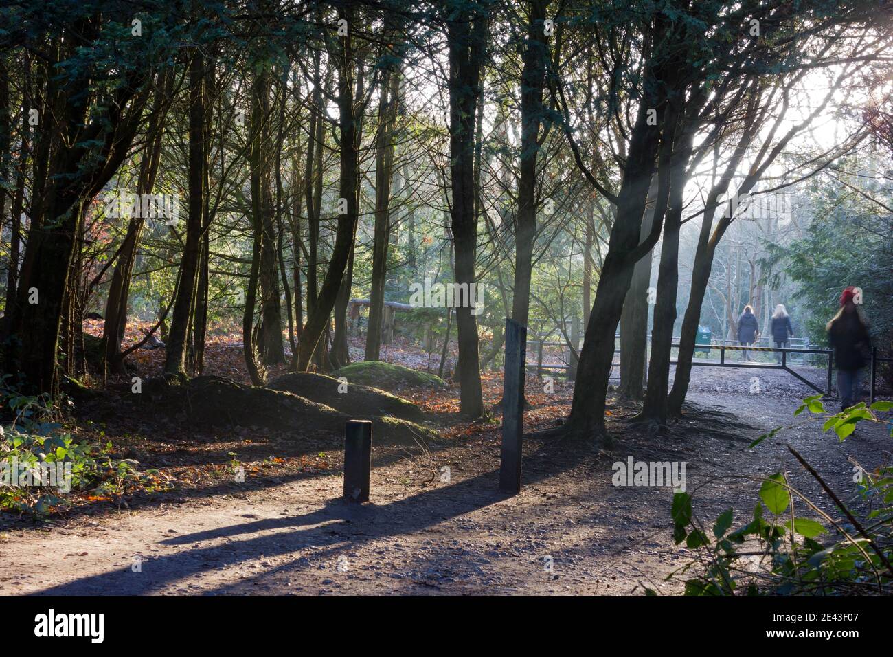 Los rayos solares de invierno se extienden a través de los árboles en el bosque, Kent, Inglaterra Foto de stock