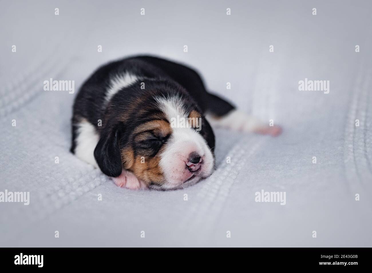 Beagle Pedigri Fotos E Imagenes De Stock Alamy Beagle Pedigri Fotos E Imagenes De Stock Alamy
