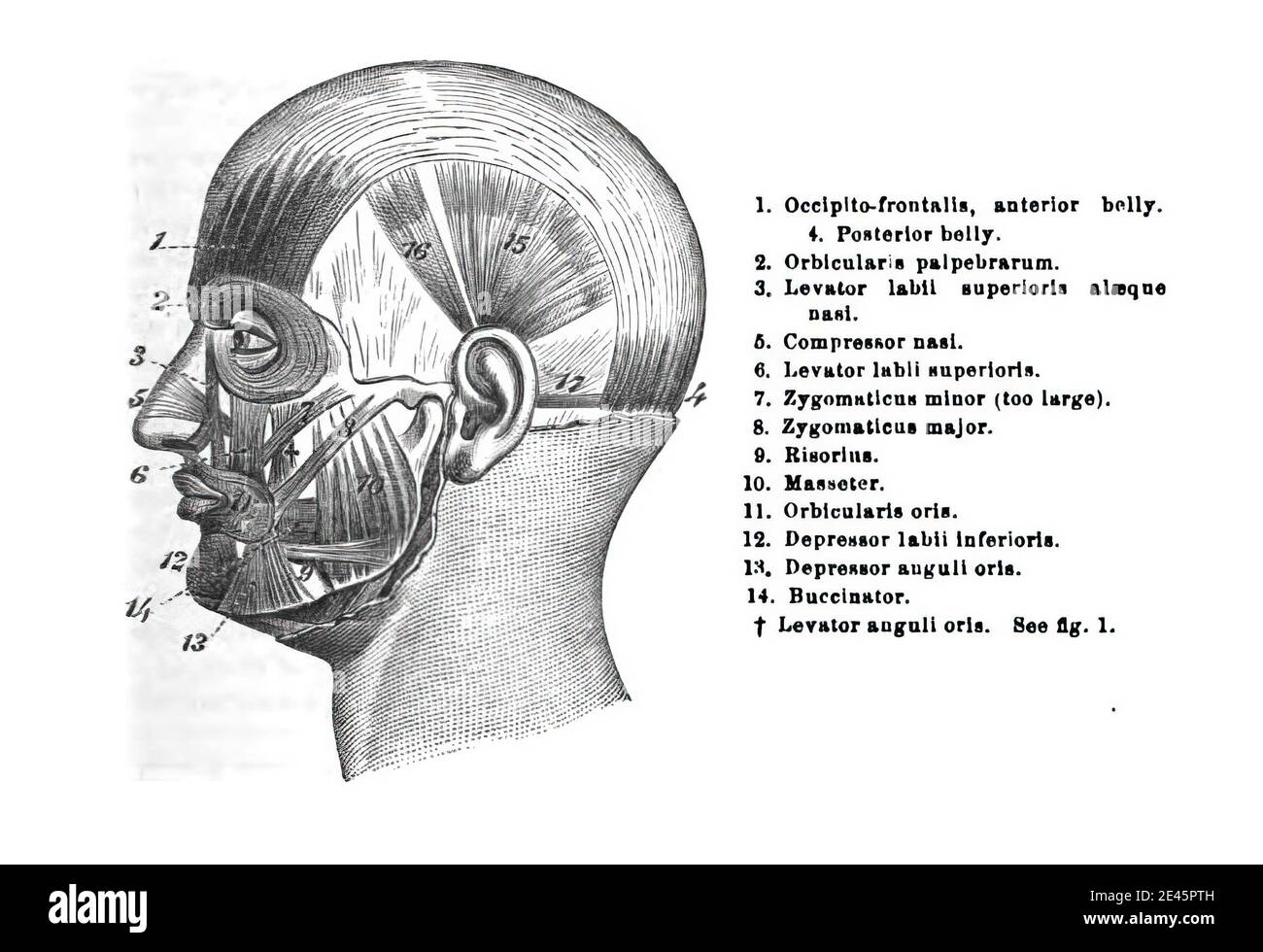 netter de anatomía del nervio facial