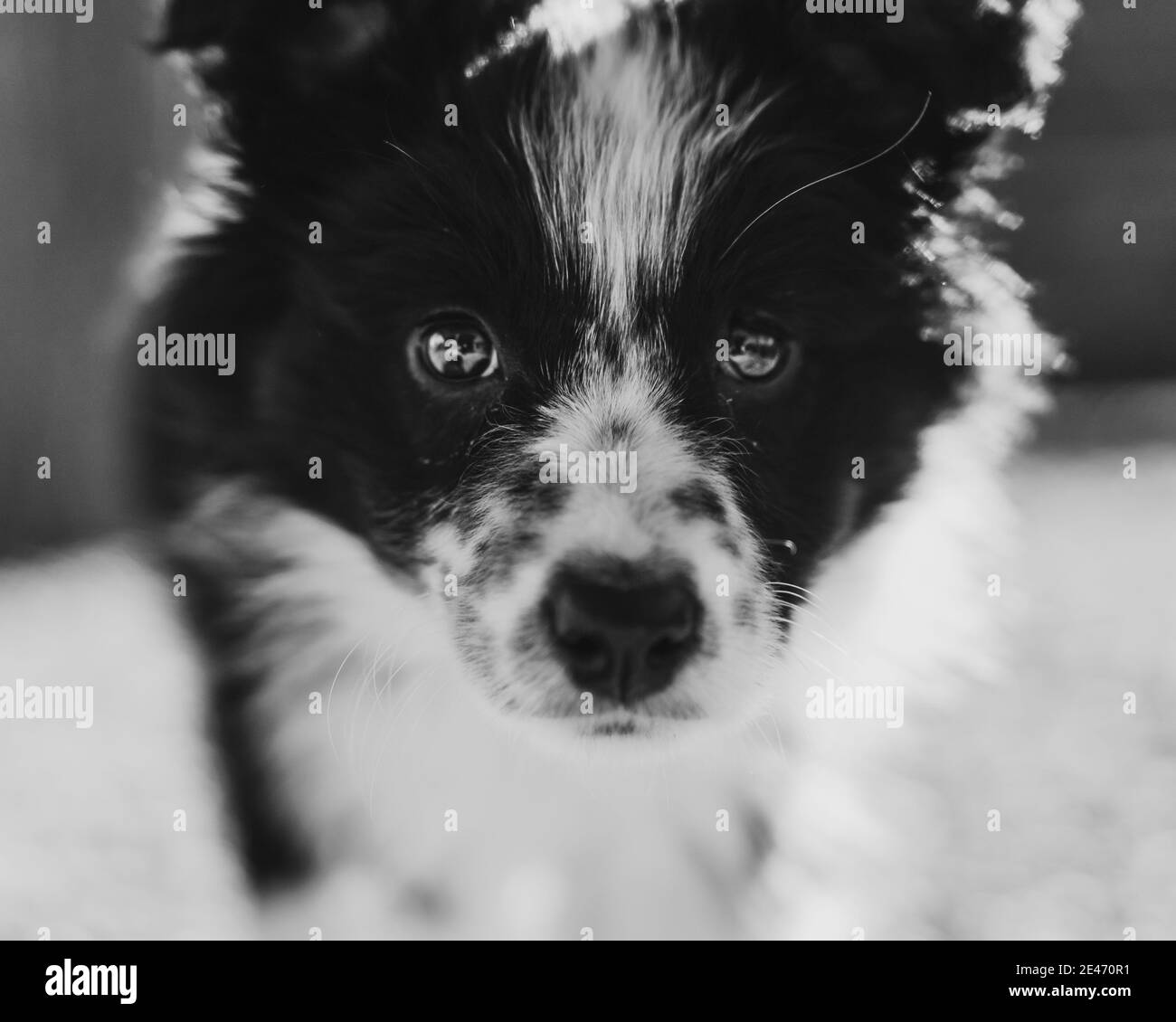 Lindo blanco y negro borde collie cachorro de cerca cámara Foto de stock