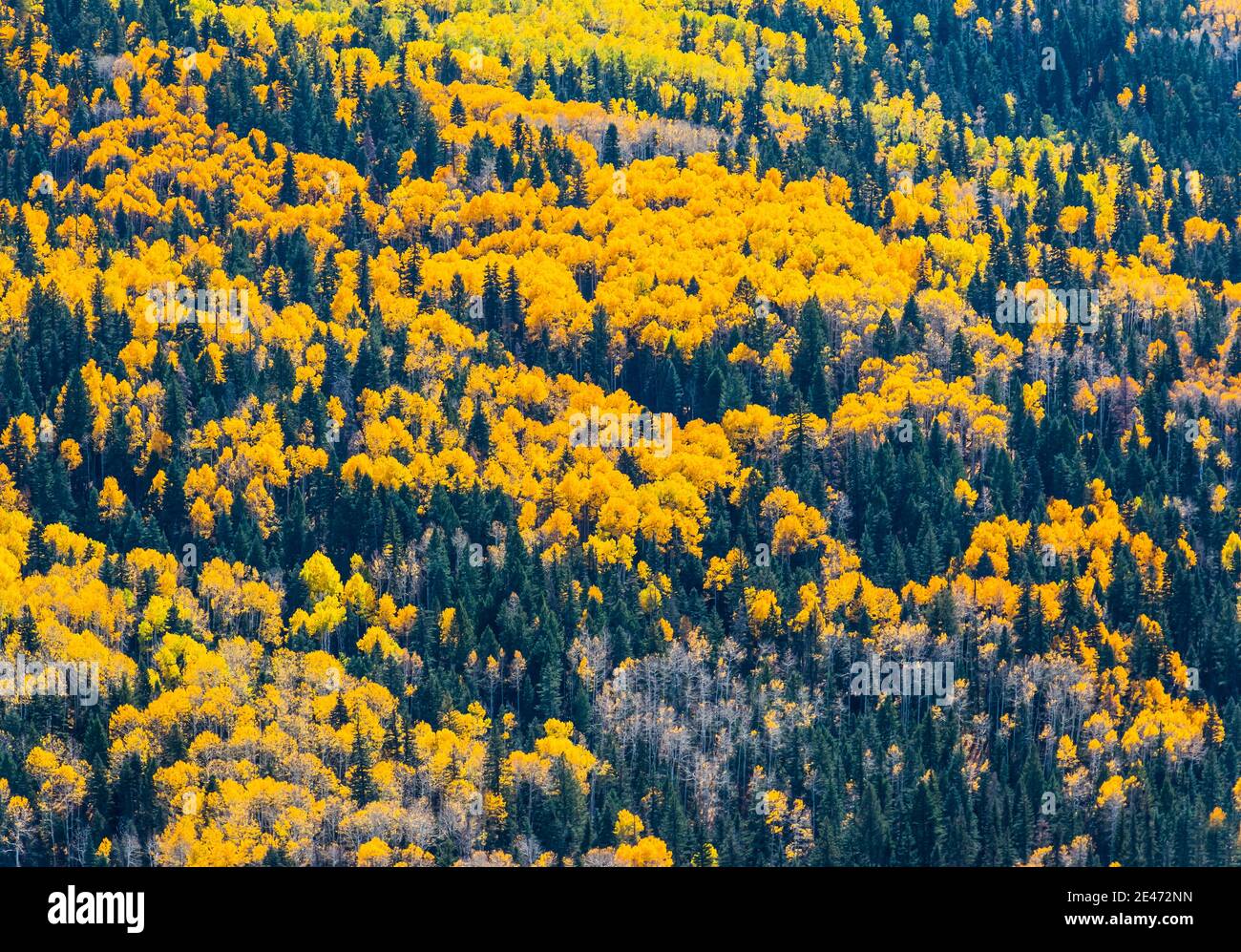 Color de otoño en la montaña Square Top desde Wolf Creek Pass, Pagosa Springs, Colorado, Estados Unidos Foto de stock