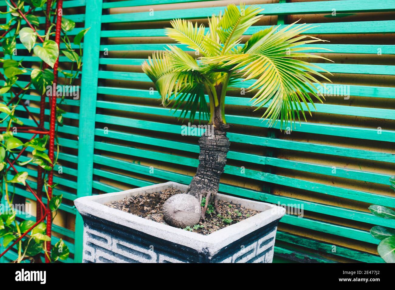 Maceta árbol de palma_Mi casa