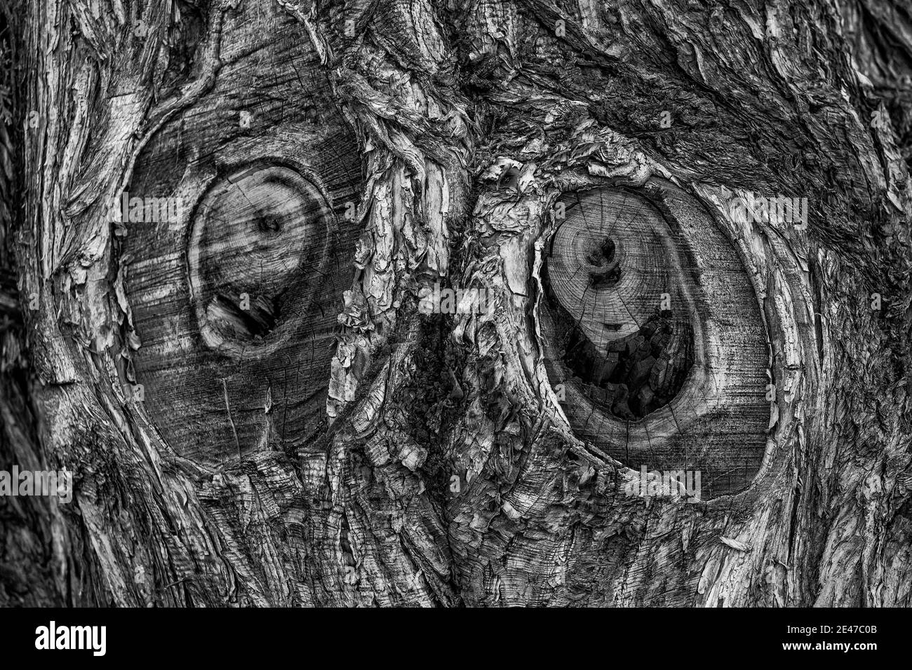 Un Western Juniper tiene ojos en el Riddle Brothers Ranch en Steens Mountain, Estados Unidos Foto de stock