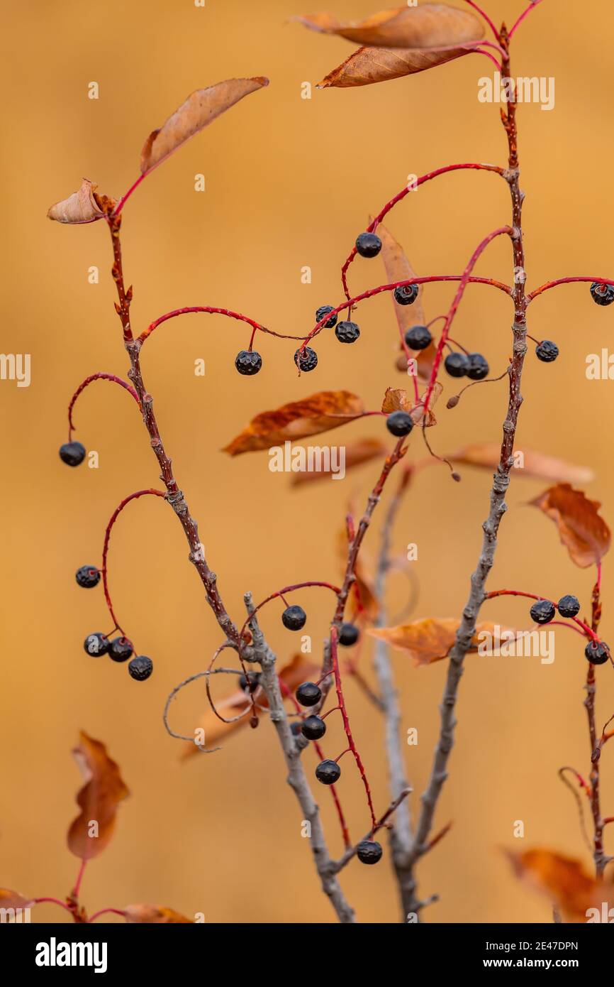 Western Chokecherry, Prunus virginiana, en el Riddle Brothers Ranch en Steens Mountain, Estados Unidos Foto de stock