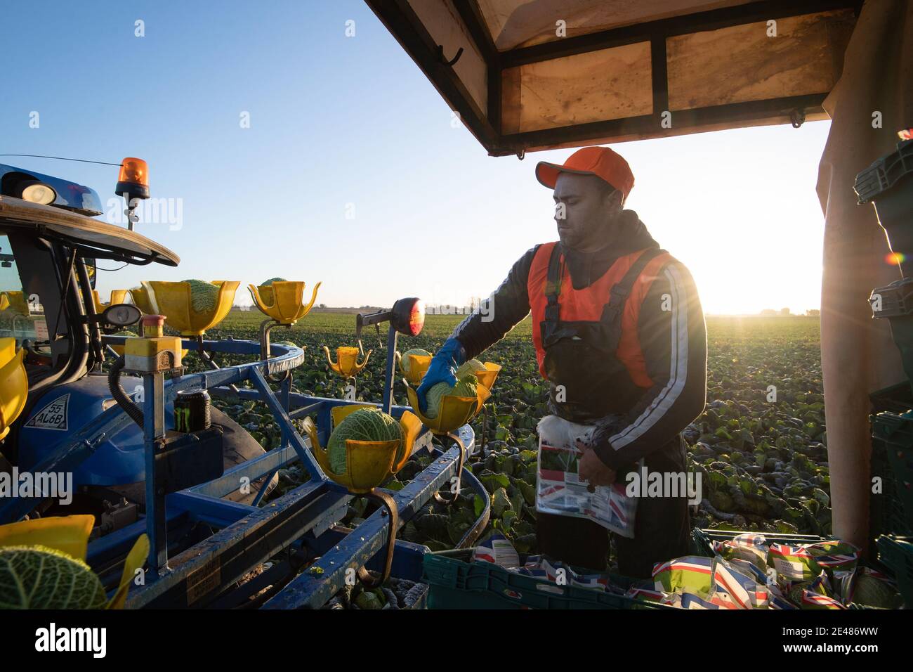 Los trabajadores cosechan cabañas de saboya en TH Clements cerca de Boston en Lincolnshire. Fecha de la foto: Viernes 22 de enero de 2021. Foto de stock