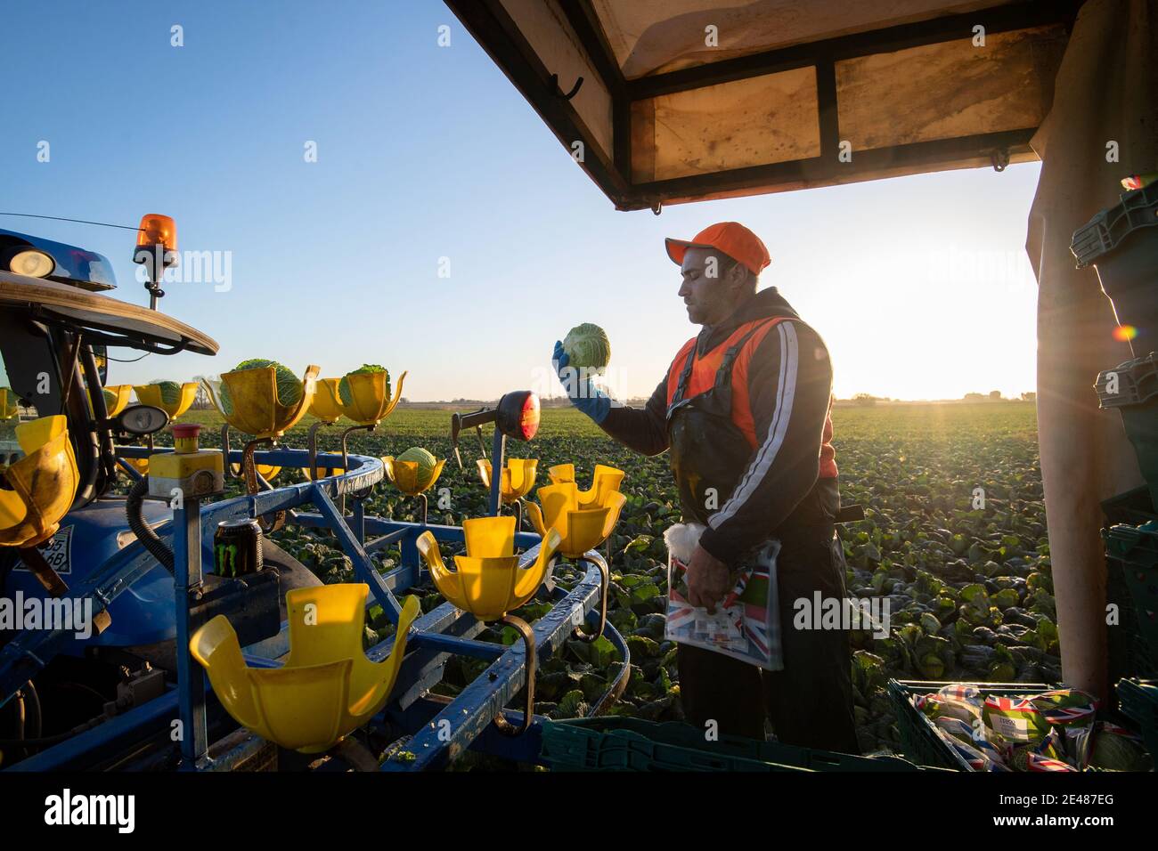 Los trabajadores cosechan cabañas de saboya en TH Clements cerca de Boston en Lincolnshire. Fecha de la foto: Viernes 22 de enero de 2021. Foto de stock