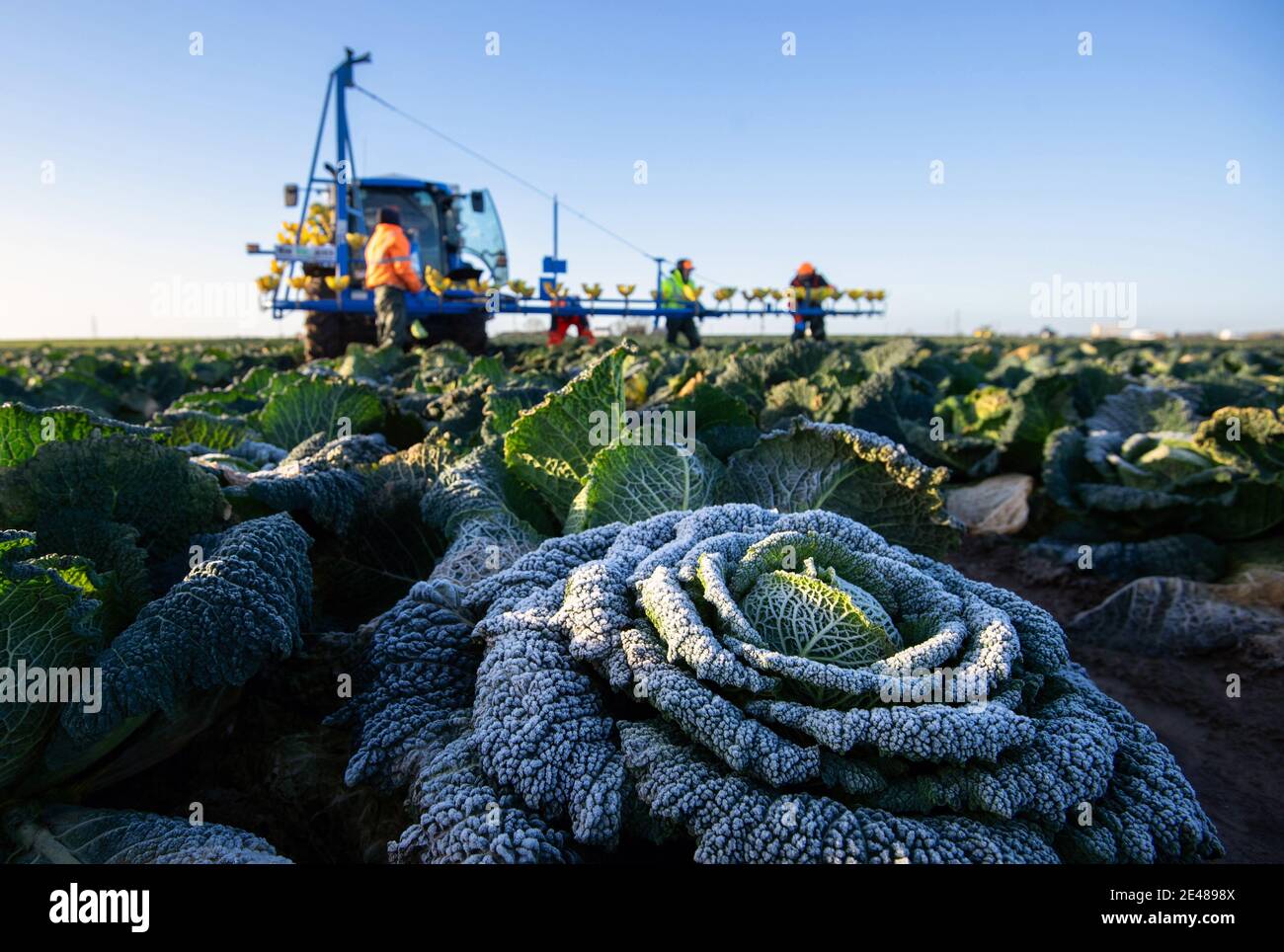 Los trabajadores cosechan cabañas de saboya en TH Clements cerca de Boston en Lincolnshire. Fecha de la foto: Viernes 22 de enero de 2021. Foto de stock