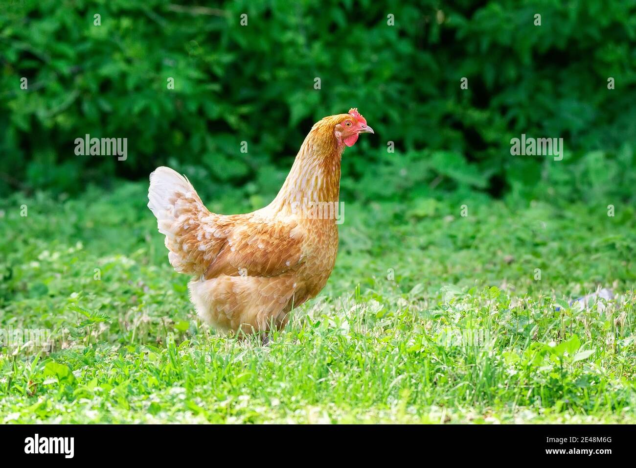 pollo en la hierba en una granja. Gallina de pollo naranja que está fuera para un paseo en la hierba Foto de stock