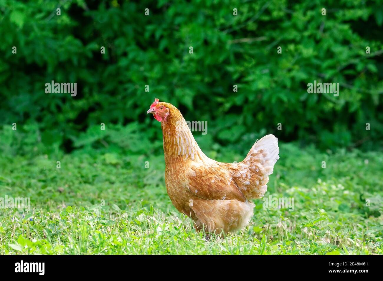 pollo en la hierba en una granja. Gallina de pollo naranja que está fuera para un paseo en la hierba Foto de stock