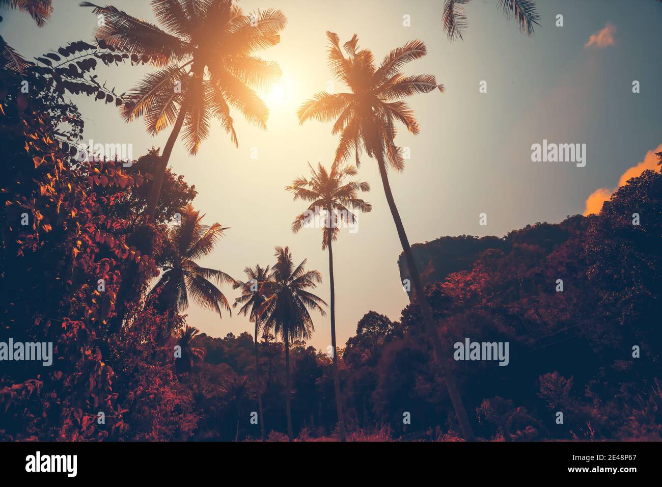 Otoño Tailandia selva resort: sol brilla sobre los árboles en el bosque tropical. Majestuoso paisaje de naturaleza exótica de Asia de bosque pluvial deciduo. Increíble paisaje tailandés en suaves tonos cálidos de otoño en el día soleado Foto de stock