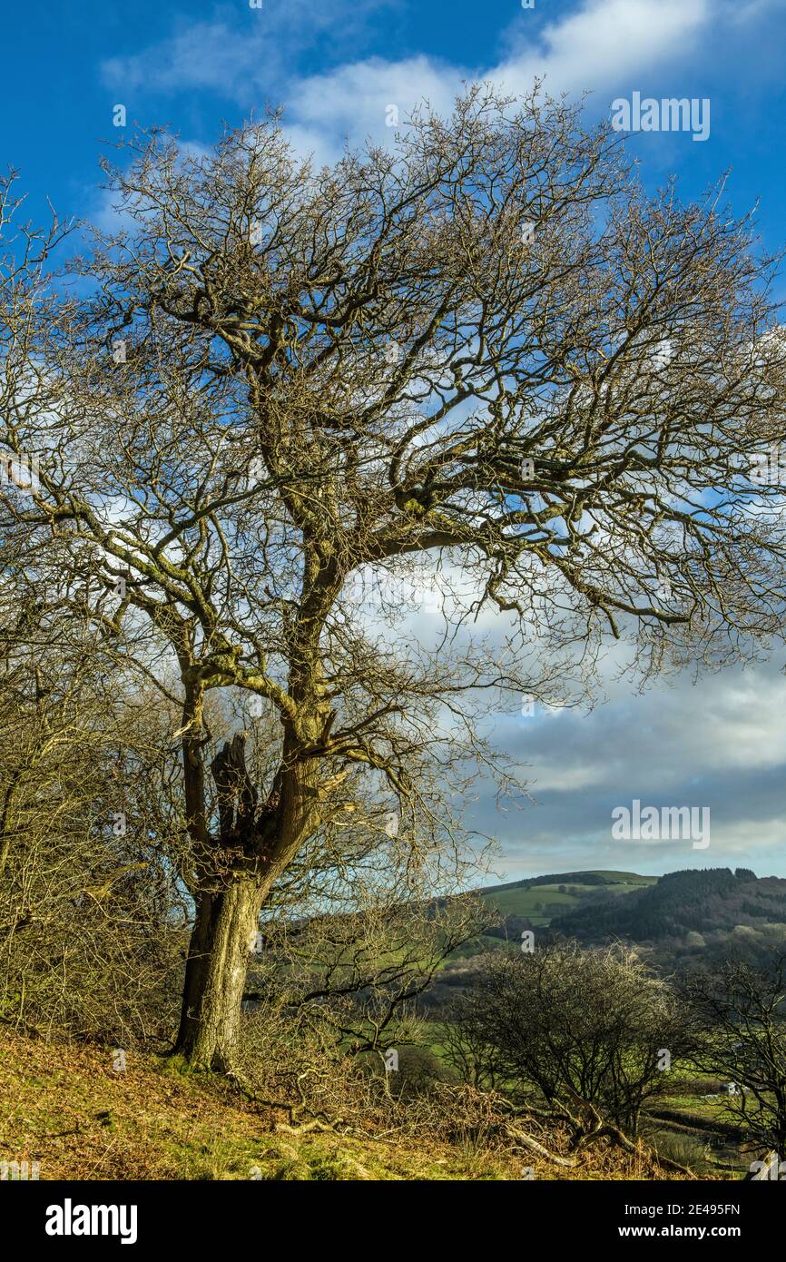 Árboles de invierno fotografiados en enero en un brillante día de invierno en una colina en el sur de Gales cerca de Llantrisant. Foto de stock