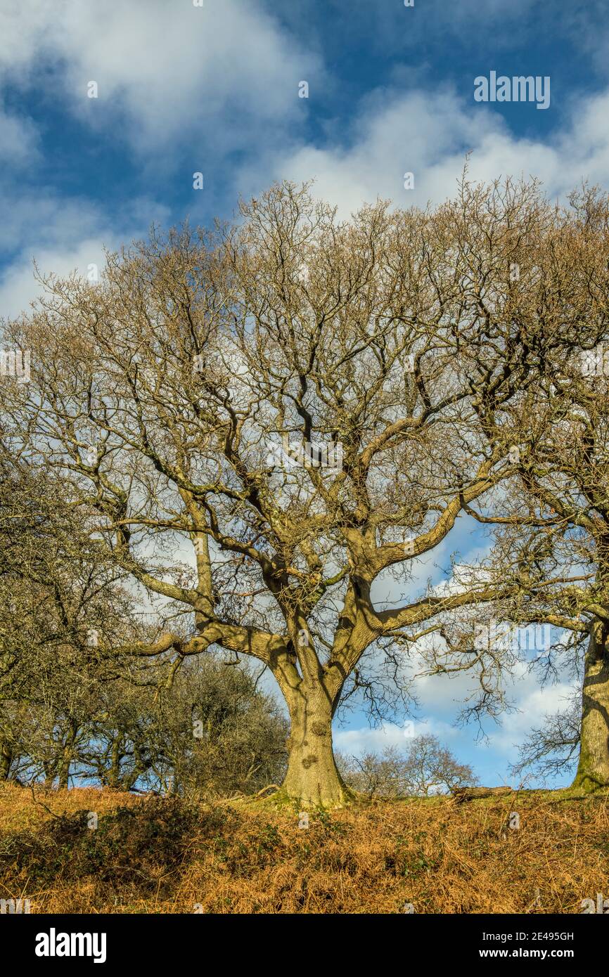 Árboles de invierno fotografiados en enero en un brillante día de invierno en una colina en el sur de Gales cerca de Llantrisant. Foto de stock