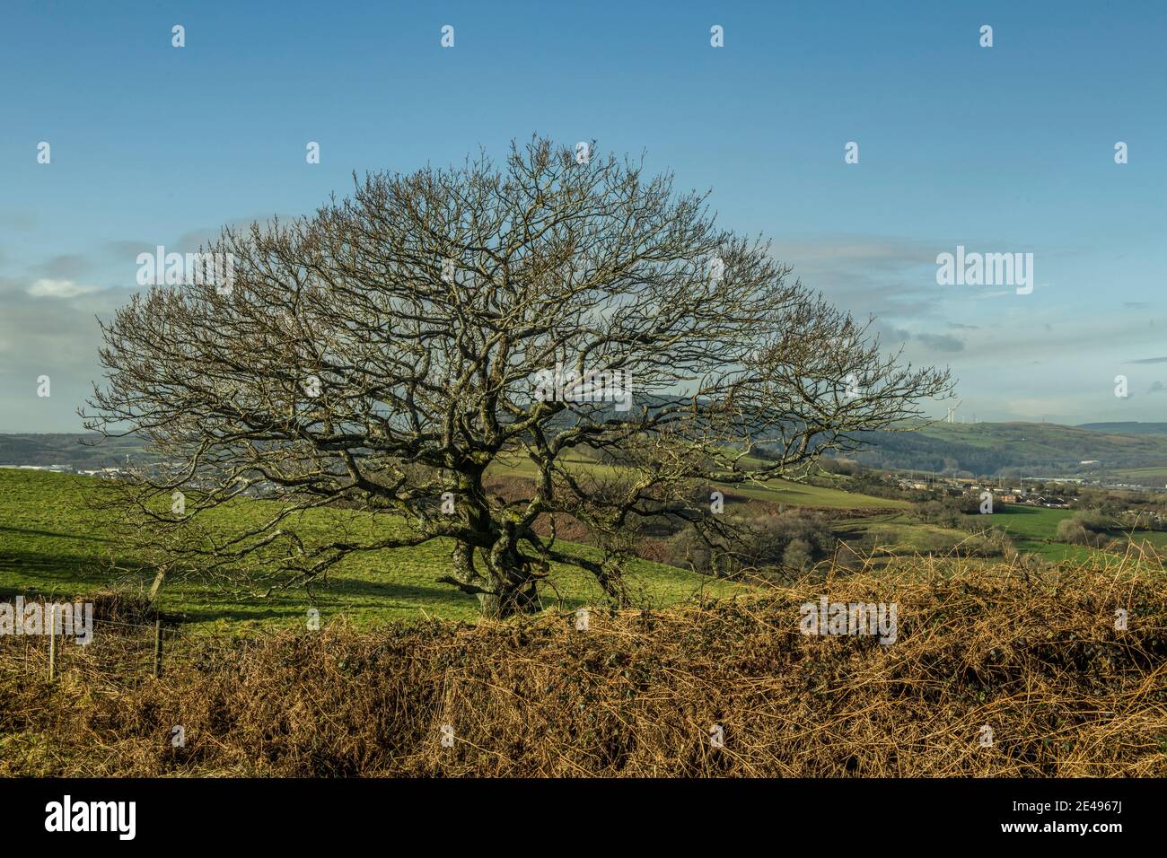 Árboles de invierno fotografiados en enero en un brillante día de invierno en una colina en el sur de Gales cerca de Llantrisant. Foto de stock