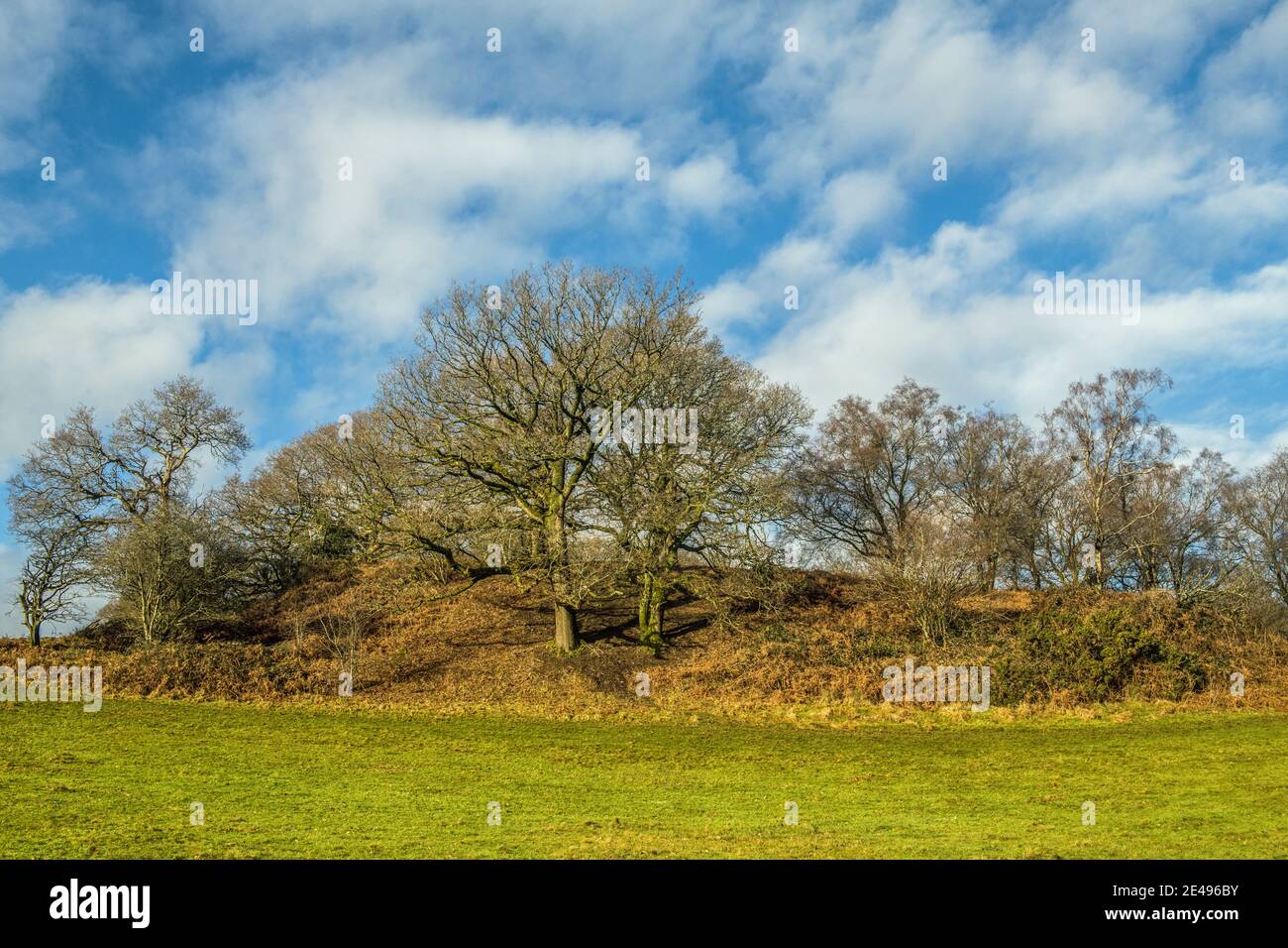 Árboles de invierno fotografiados en enero en un brillante día de invierno en una colina en el sur de Gales cerca de Llantrisant. Foto de stock