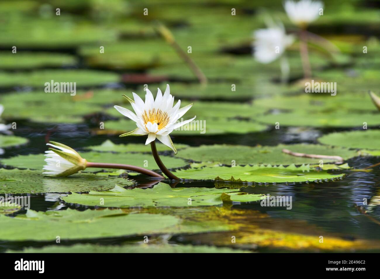 Caribe, Guatemala, Centroamérica: Lirios de agua blanca Foto de stock