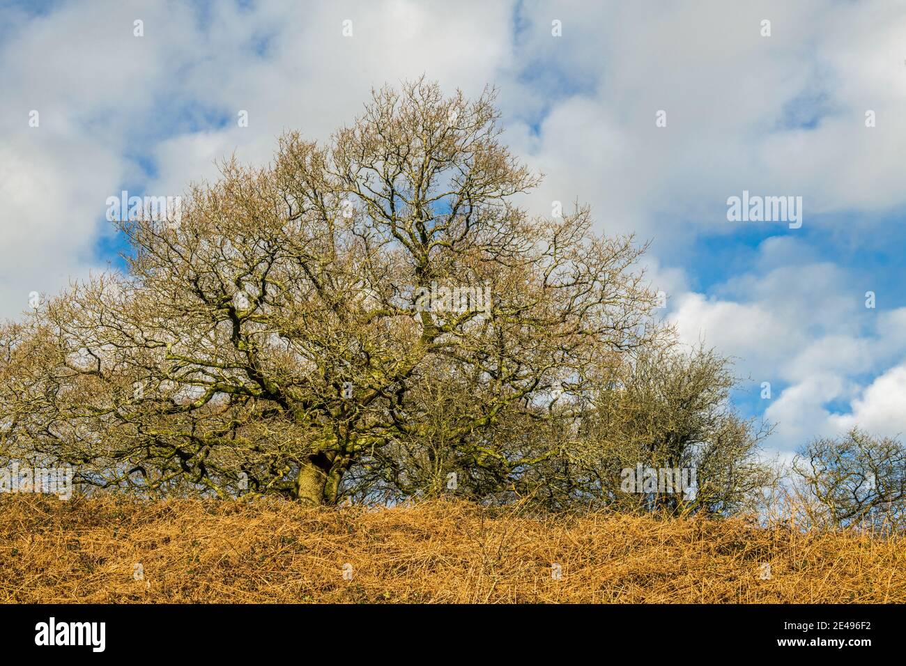 Árboles de invierno fotografiados en enero en un brillante día de invierno en una colina en el sur de Gales cerca de Llantrisant. Foto de stock