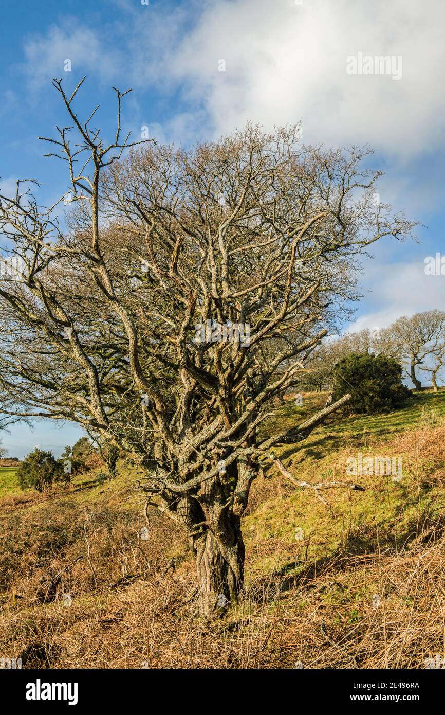 Árboles de invierno fotografiados en enero en un brillante día de invierno en una colina en el sur de Gales cerca de Llantrisant. Foto de stock