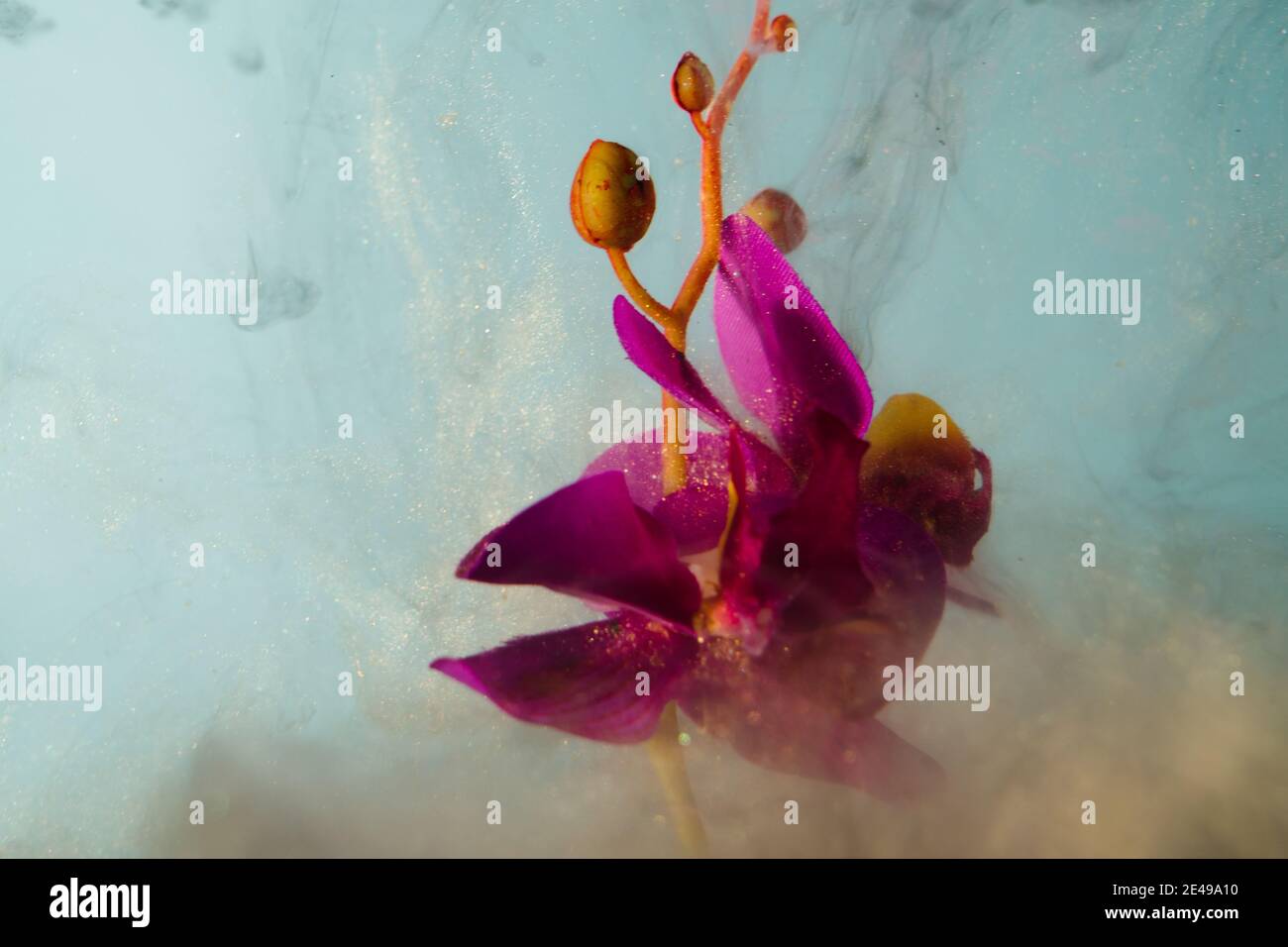 Belleza en la naturaleza flor con polvo de oro Foto de stock