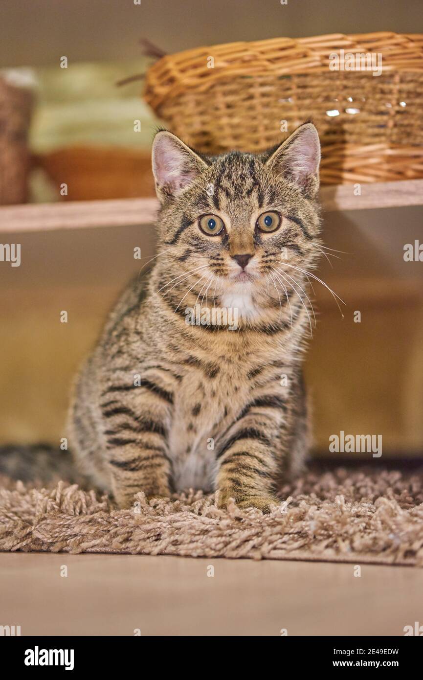 Gato doméstico (Felis catus), gatito mintiendo, Baviera, Alemania Foto de stock