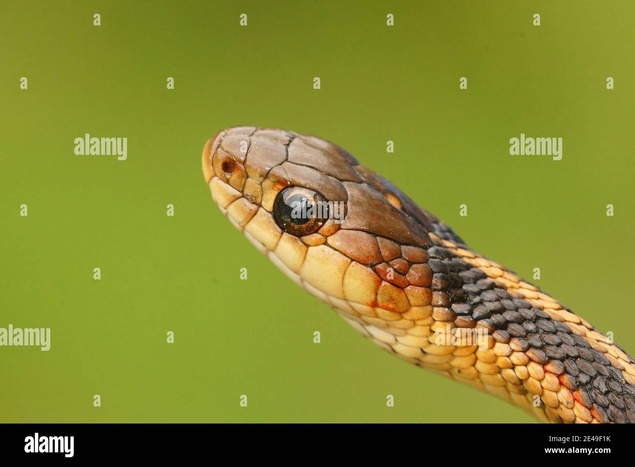 Cerca de un sirtalis Thamnophis,.Snake de Garter común, en un backgrund verde Foto de stock
