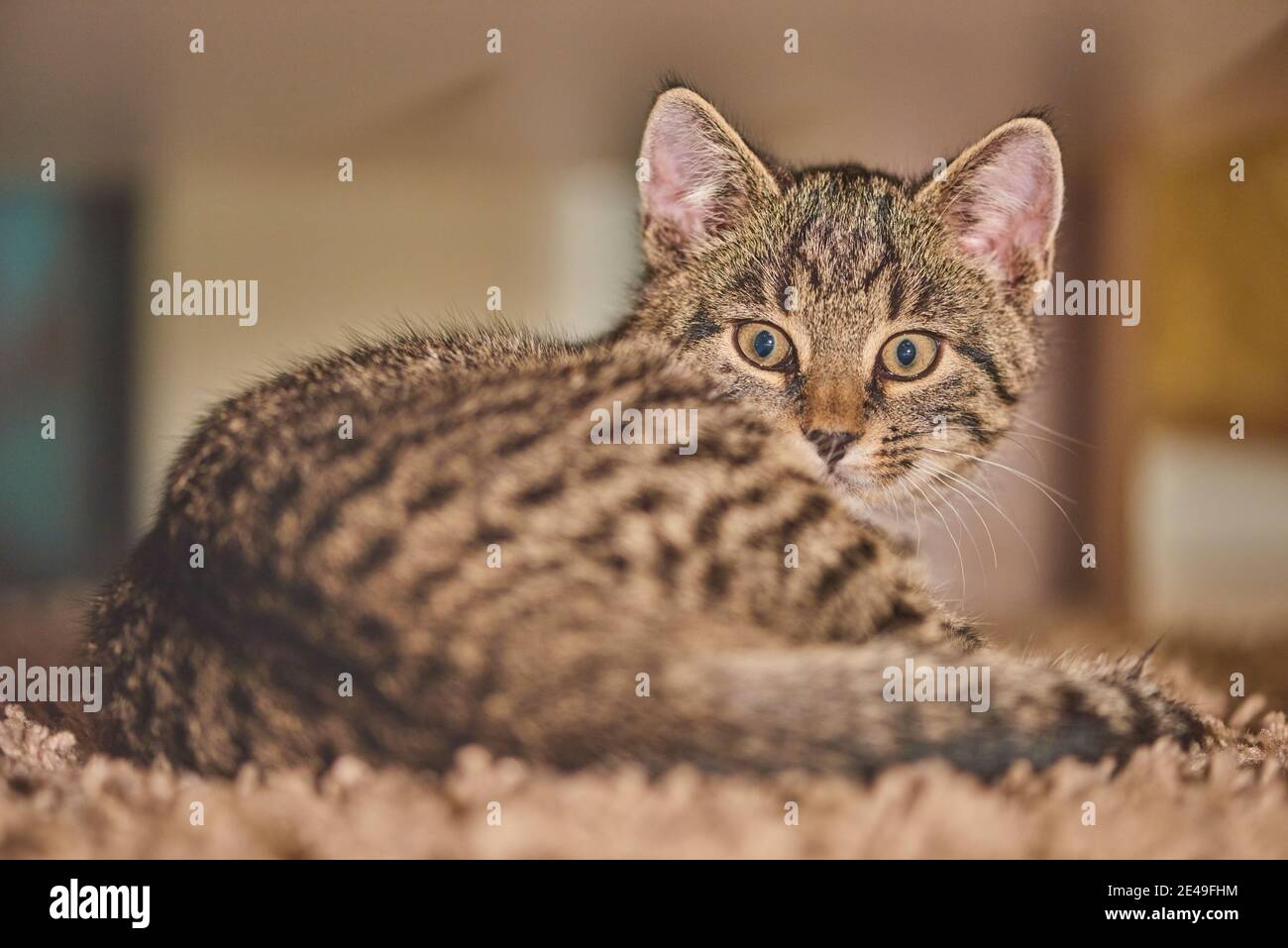 Gato doméstico (Felis catus), gatito mintiendo, Baviera, Alemania Foto de stock