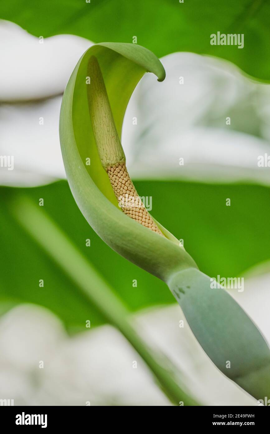Flor de la oreja del elefante o hoja de flechas de piel gigante (Alosasia macrorrizos), detalle, Alemania Fotografía de stock - Alamy Flor de la oreja del elefante o hoja de flechas de piel gigante (Alosasia macrorrizos), detalle, Alemania Fotografía de stock - Alamy