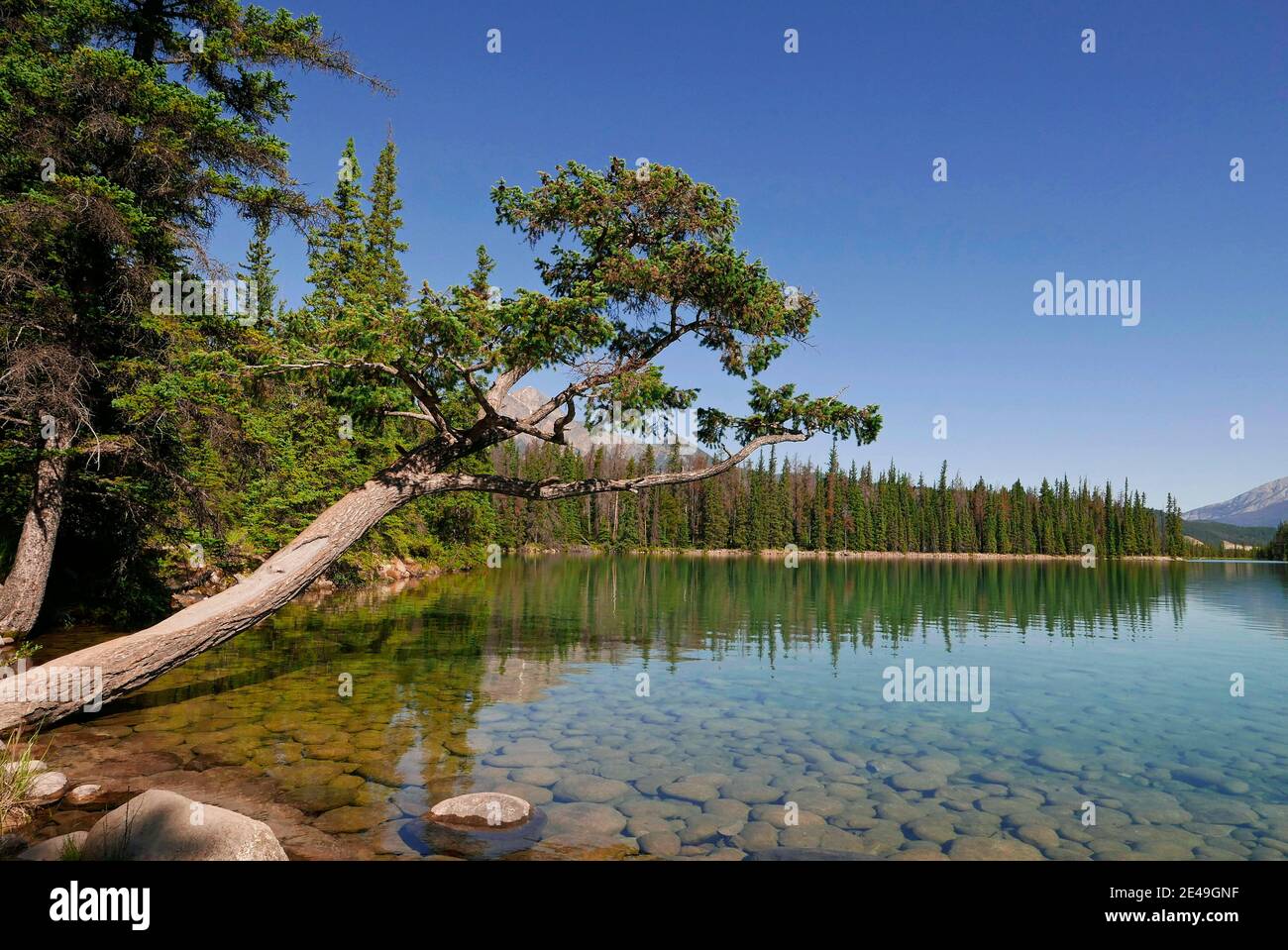 Lago Beauvert cerca de Jasper, Parque Nacional Jasper, Montañas Rocosas, Alberta, Canadá Foto de stock