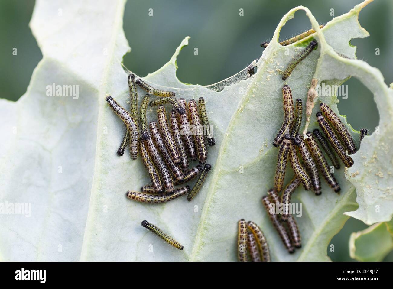 Las orugas de las larvas de la mariposa de la col comen las hojas de la col blanca. Plagas en parcelas de jardín. Enfoque selectivo. De cerca. Foto de stock
