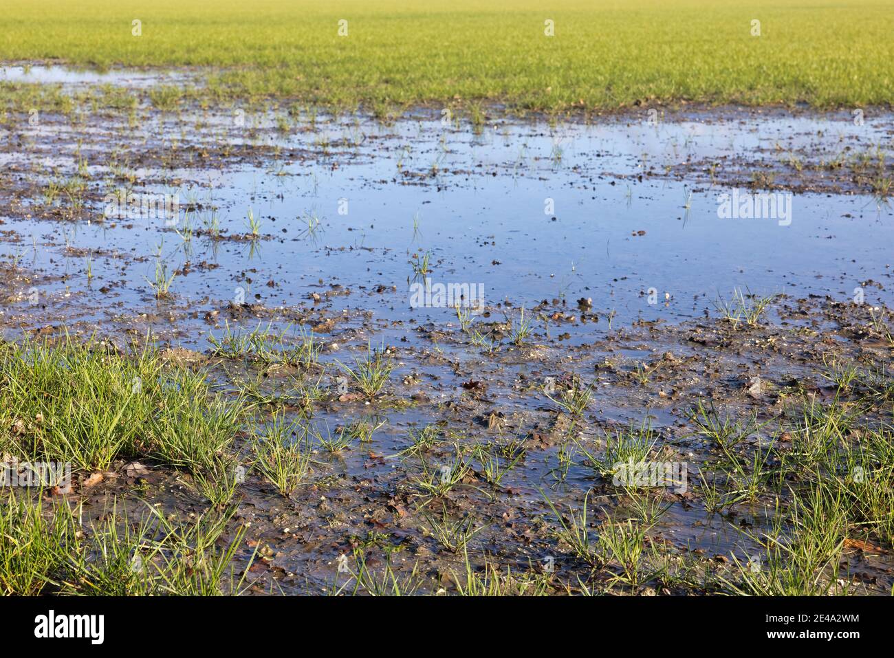 Paisaje agrícola holandés con piscinas de agua después de una ducha de lluvia Foto de stock