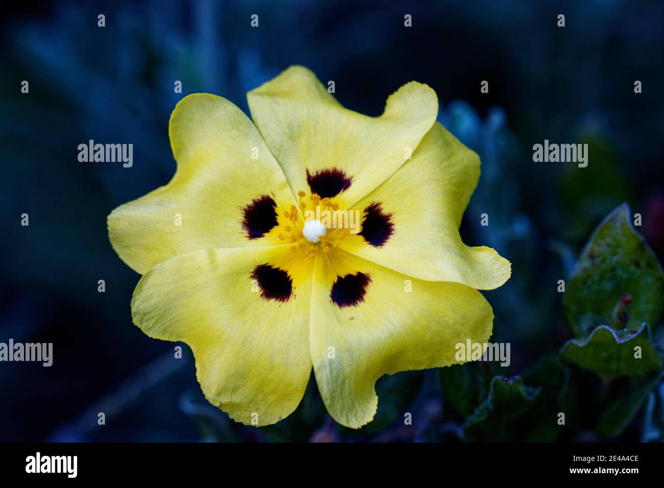 Halimium halimifolium es una especie de planta con flores perteneciente a la familia Cistaceae, nativa de la cuenca mediterránea. Foto de stock
