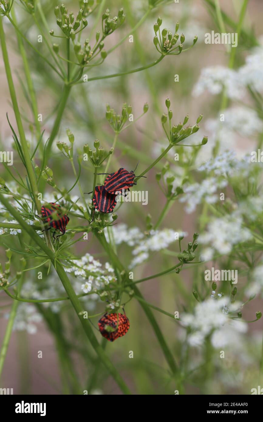 Pelar el insecto (Graphosoma lineatum) en el cilantro Foto de stock