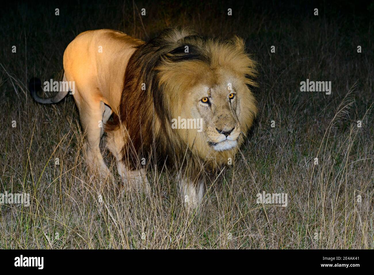 Cape Lion (Panthera leo), macho, Port Elizabeth, Sudáfrica, Schotia Safaris Parque privado de la Reserva de Caza Foto de stock