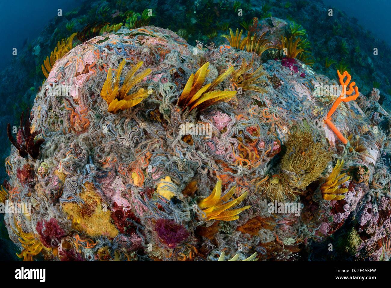 Arrecife de coral con estrellas quebradizas, crinoidea (clase) y estrellas de plumas Ophiuroidea (clase), Bahía falsa, Ciudad de Simons, Sudáfrica, Océano Índico Foto de stock