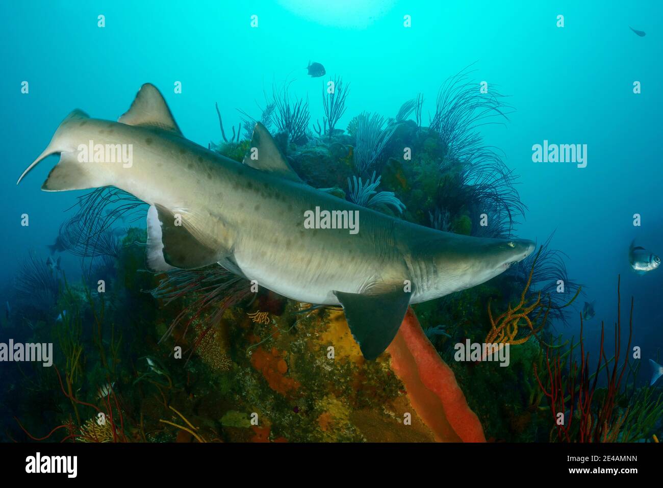 Tiburón tigre de arena (Carcharias taurus), Port Elizabeth, Bahía Algoa, Bahía Nelson Mandela, Sudáfrica, Océano Índico Foto de stock