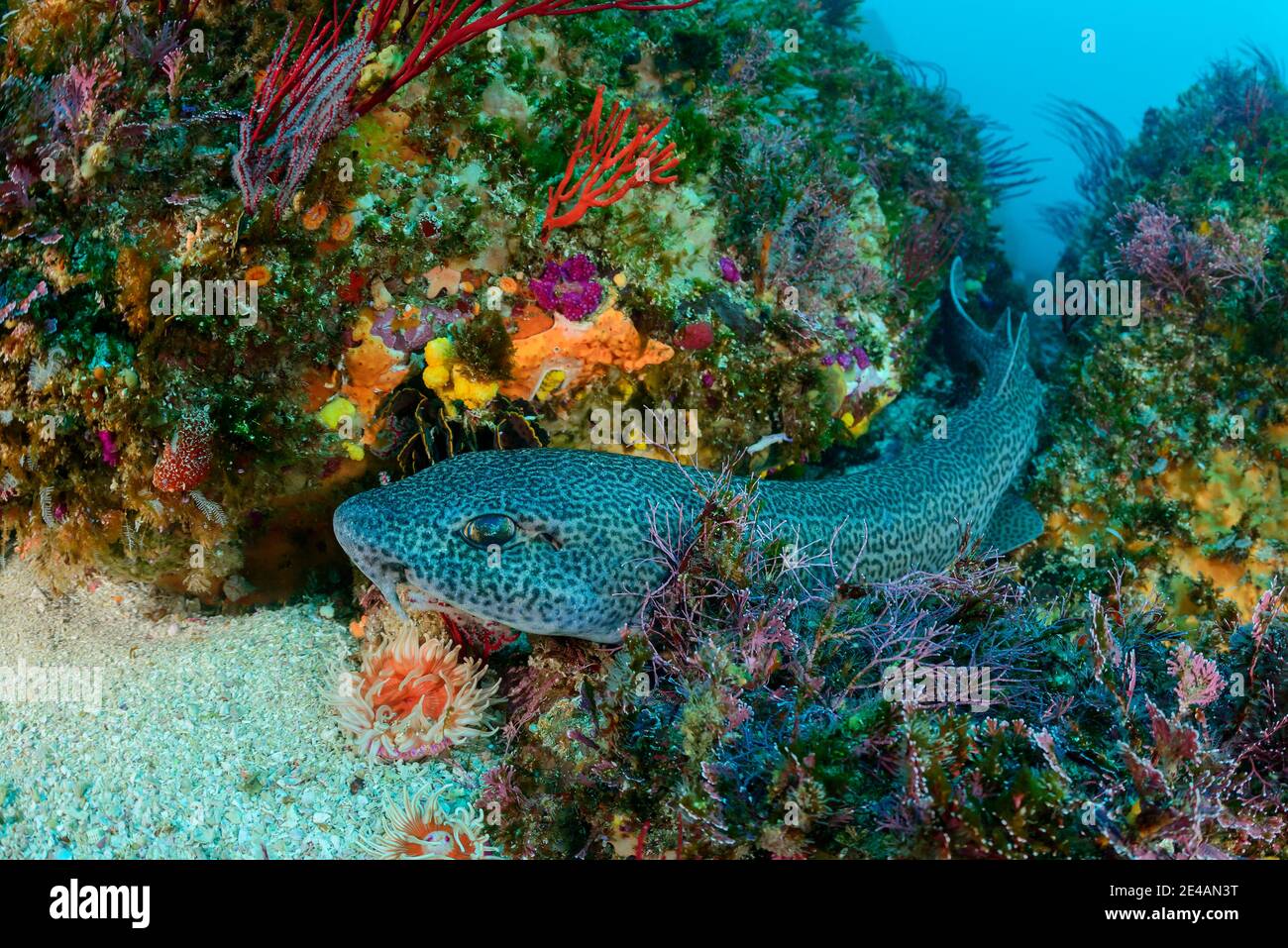 Pez de leopardo (Poroderma pantherinum) en arrecifes de coral, Port Elizabeth, Algoa Bay, Nelson Mandela Bay, Sudáfrica, Océano Índico Foto de stock