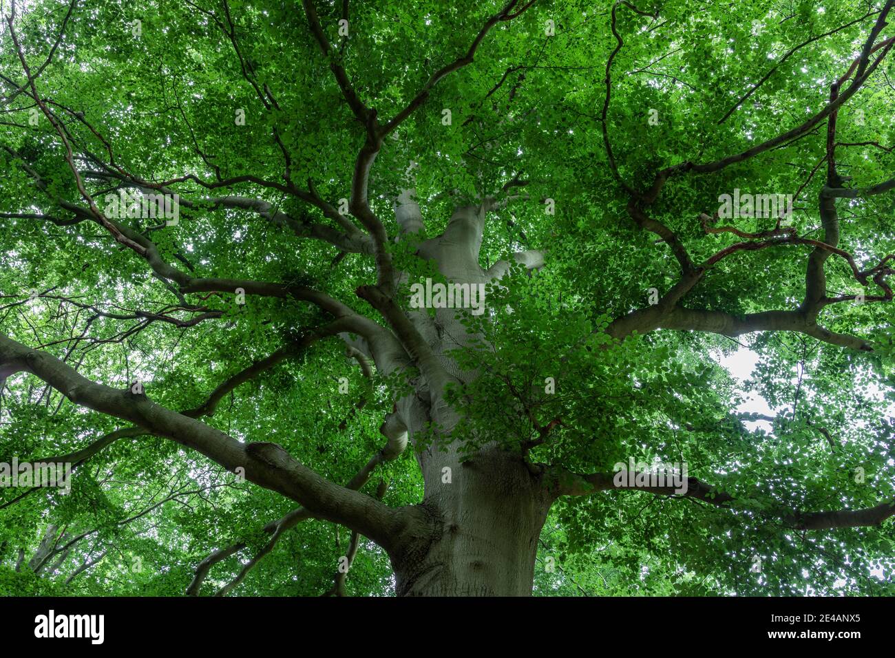 Árbol de hoja caduca, vista de la copa del árbol Foto de stock