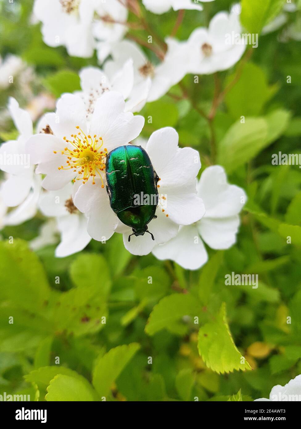 escarabajo de rosa verde brillante sobre flores blancas Foto de stock