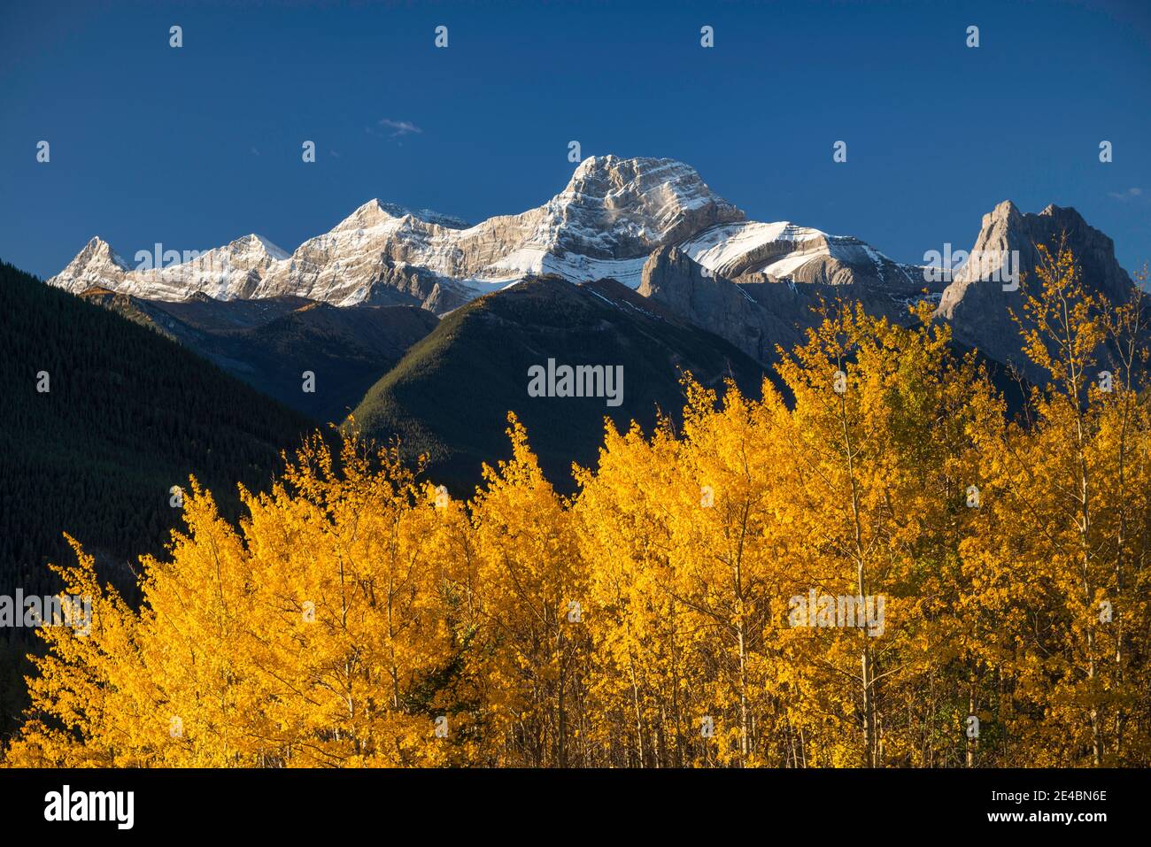 Álamos en otoño, Mount Lougheed, Kananaskis Country, Alberta, Canadá Foto de stock