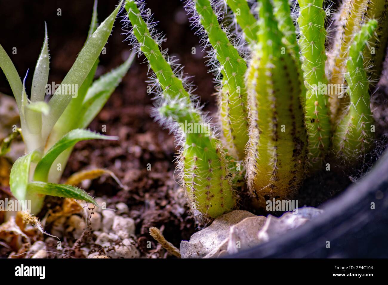 Zoom sobre el pequeño jardín interior de Cactus Echinopsis Chamaecereus Foto de stock