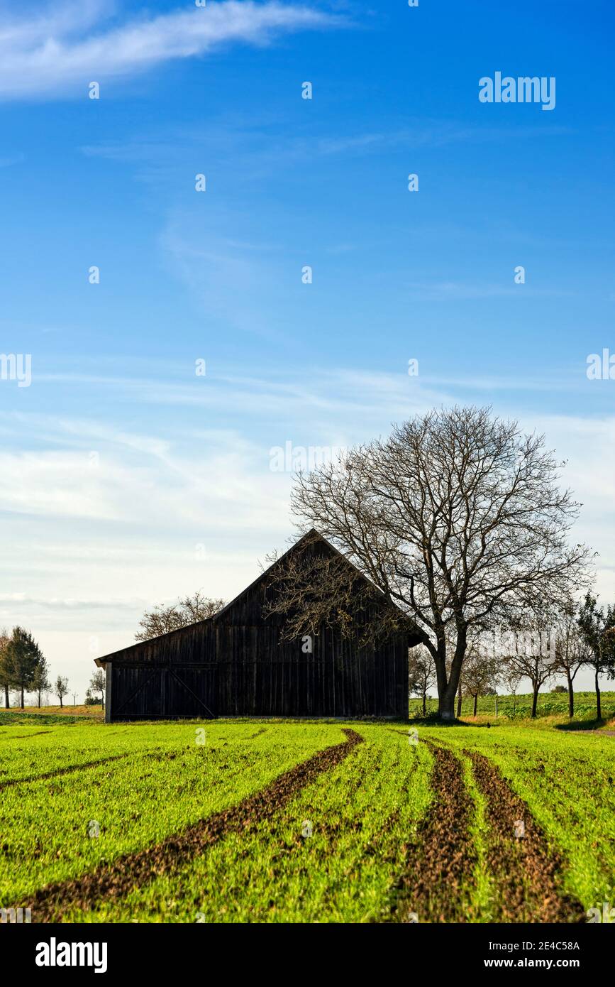 Granero y campo agrícola verde, Baden-Wurttemberg, Alemania Foto de stock