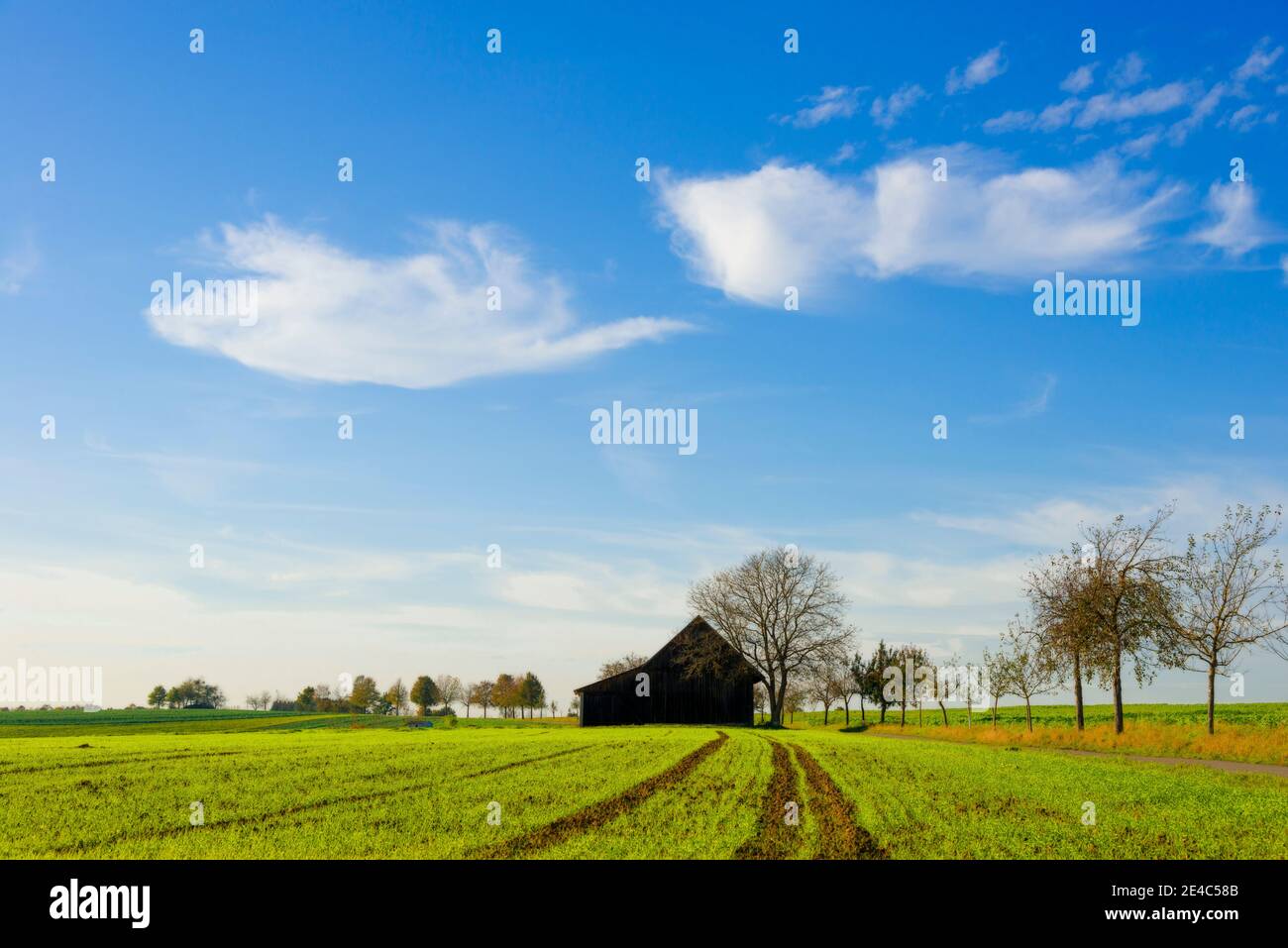 Granero y campo agrícola verde, Baden-Wurttemberg, Alemania Foto de stock