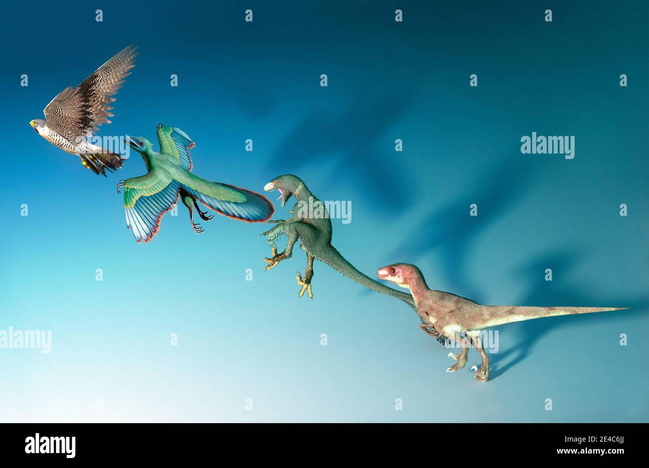 Evolución de las aves, ilustración. Las aves modernas (izquierda)  evolucionaron a partir de dinosaurios terapéuticos (derecha) que vivieron  durante el período Jurásico (alrededor de 165-150 mi Fotografía de stock -  Alamy