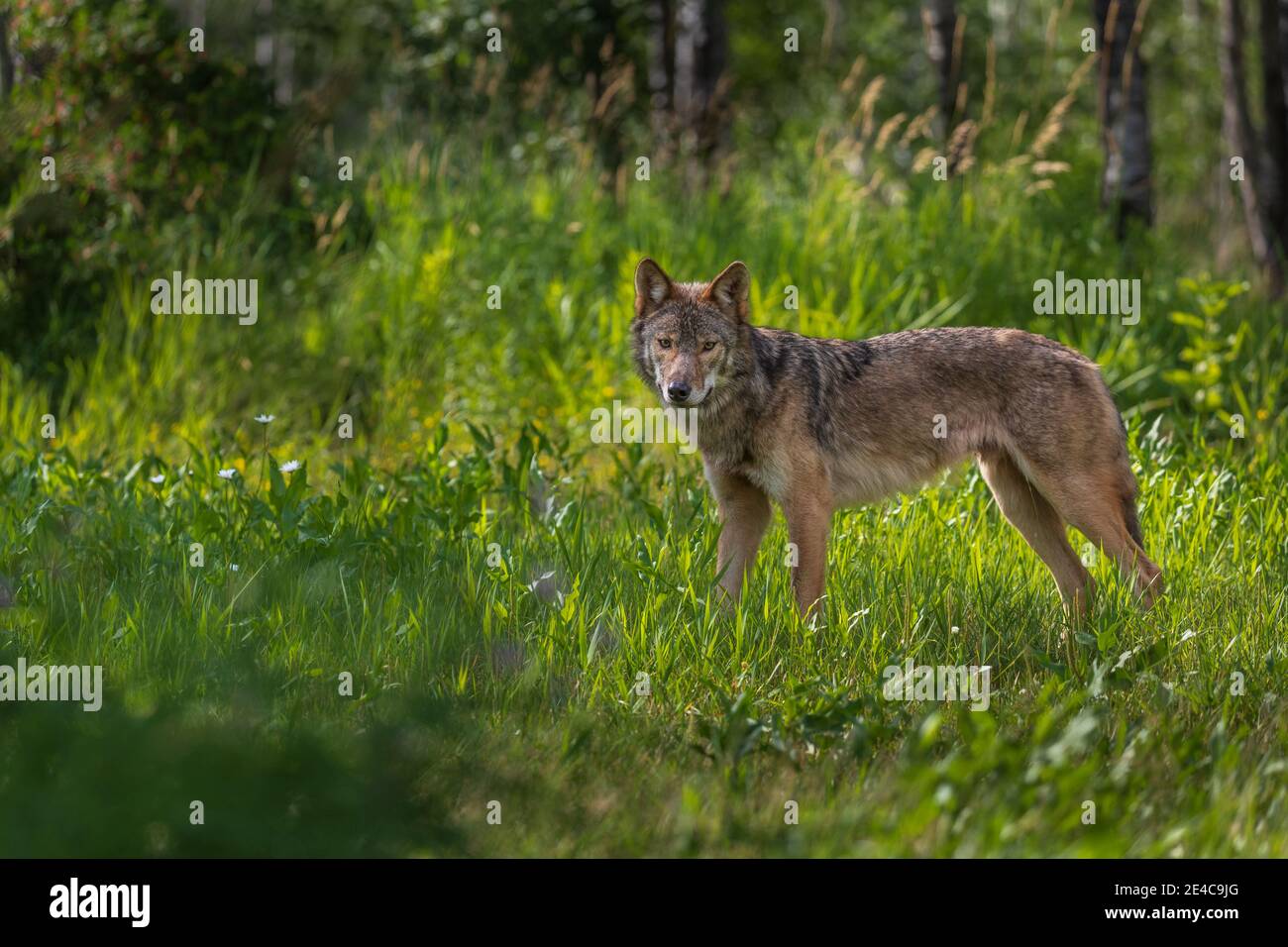Lobo gris en el norte de Wisconsin. Foto de stock