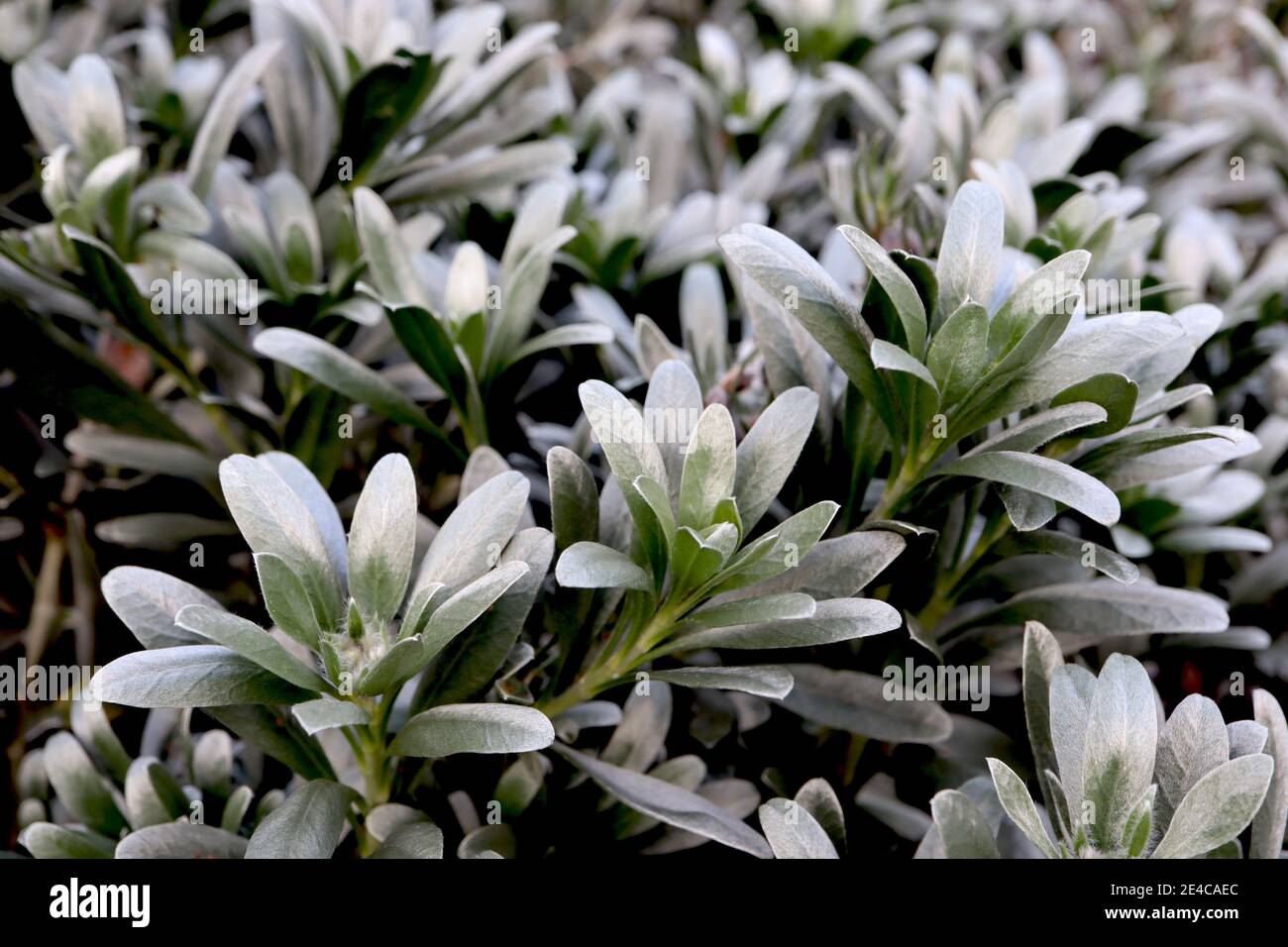 Convolvulus cineorum Silverbush – brillantes hojas grises plateadas, enero, Inglaterra, Reino Unido Foto de stock