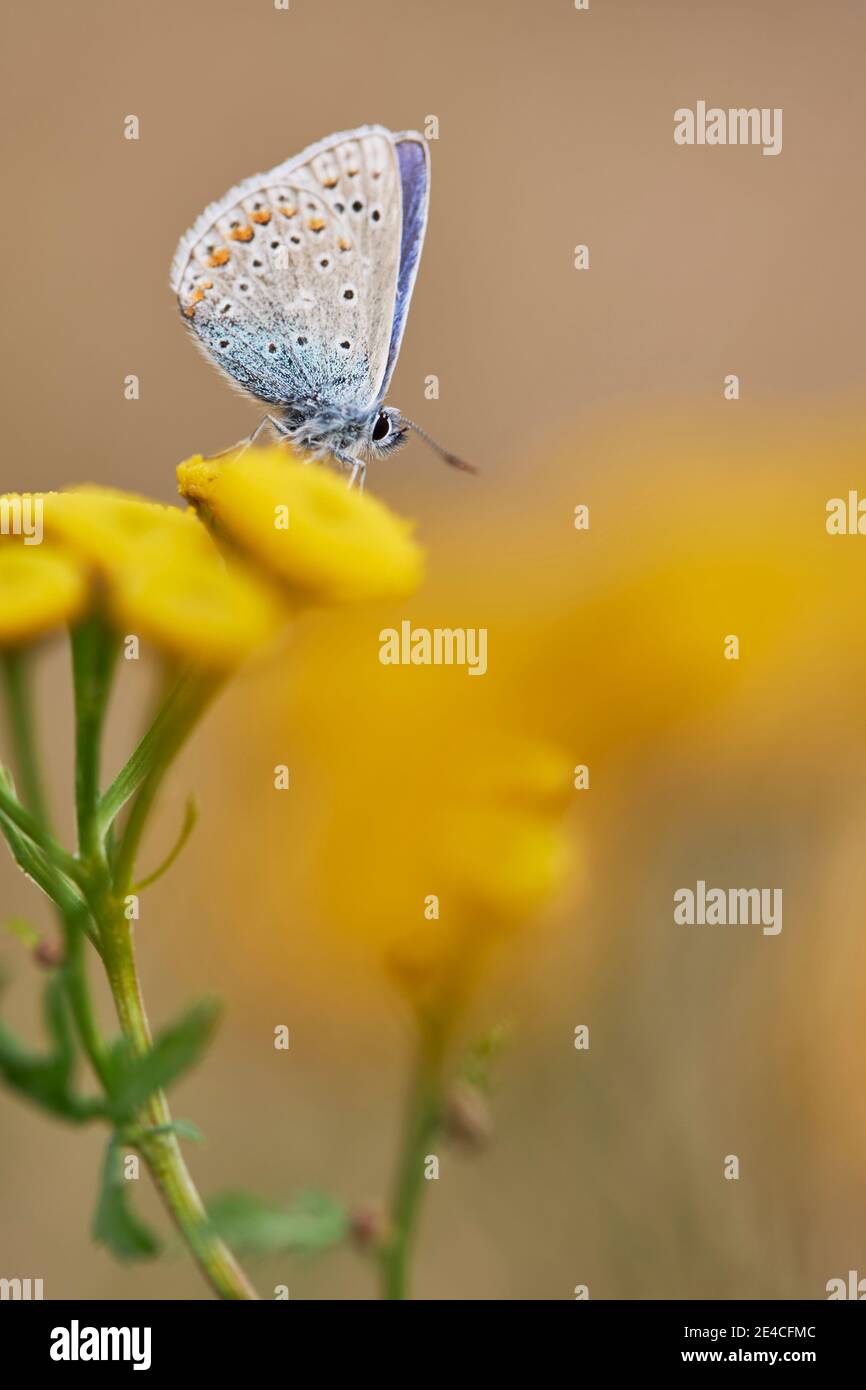 Mariposa, azul de la flecha, Polyommatus icaro Foto de stock