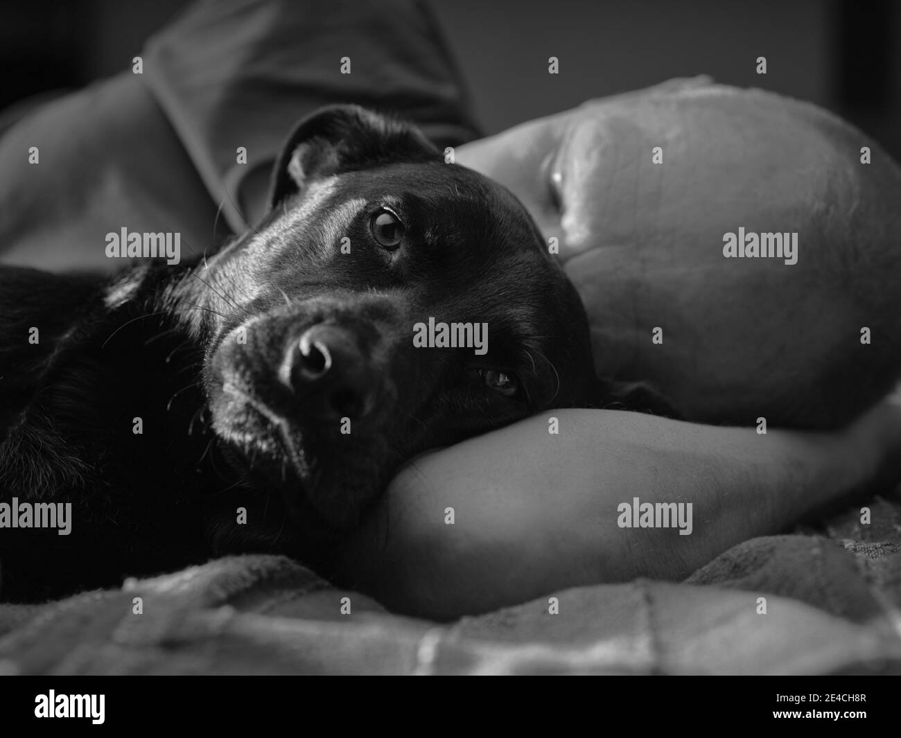 Un perro, Labrador mezcla, tomando una siesta con el maestro. Foto de stock