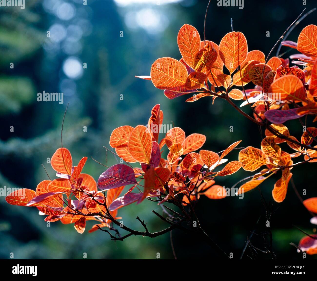 Pelucas en otoño con follaje rojo decorativo en el jardín, una madera ornamental decorativa Foto de stock