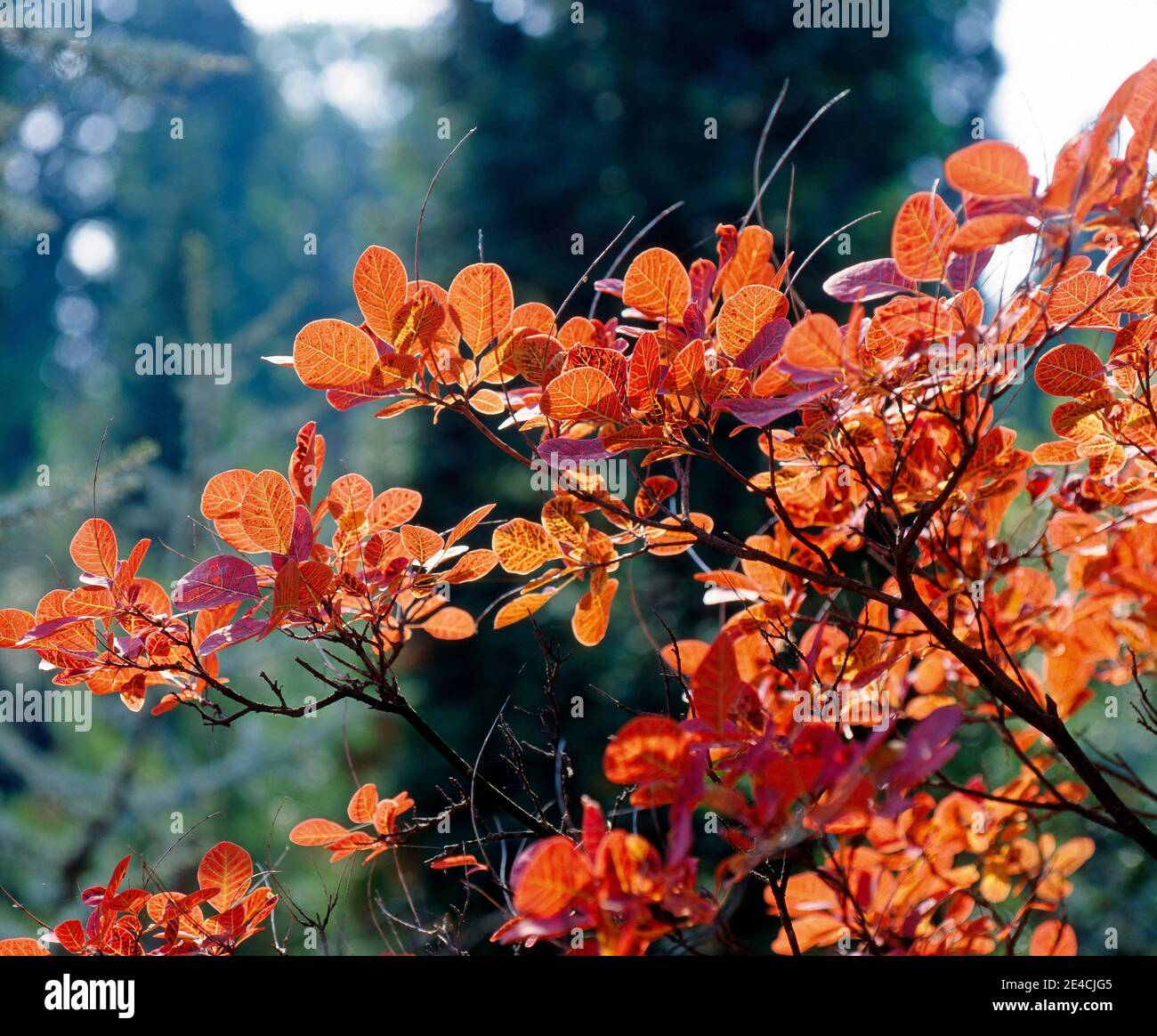 Pelucas en otoño con follaje rojo decorativo en el jardín Foto de stock
