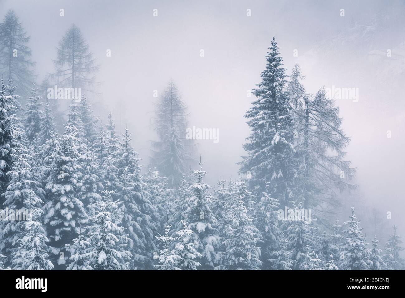 Italia, Véneto, Belluno, Agordino, árboles perennes cubiertos de nieve, bosque de invierno, mañana niebla en Dolomitas Foto de stock
